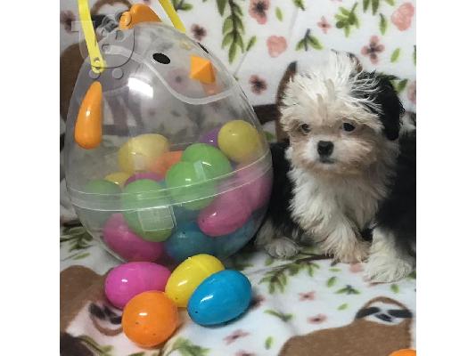 PoulaTo: Shih Tzu